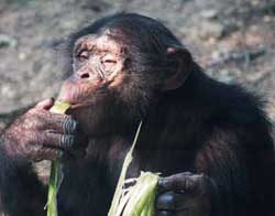 chimpans-7007791