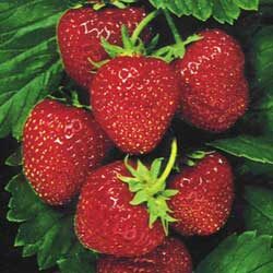 maasikas-8094447