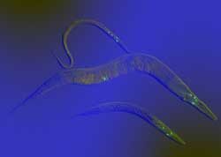 elegans-5857508