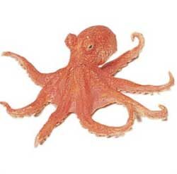 octopus-6351419